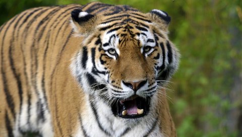 Обои тигр, морда, амурский, tiger, face, amur разрешение 1920x1281 Загрузить