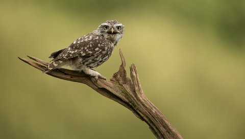 Обои сова, природа, птица, сыч, домовой сыч, owl, nature, bird, little owl разрешение 2047x1236 Загрузить