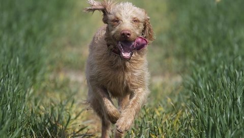 Обои природа, бег, ирландский волкодав, nature, running, the irish wolfhound разрешение 1920x1200 Загрузить