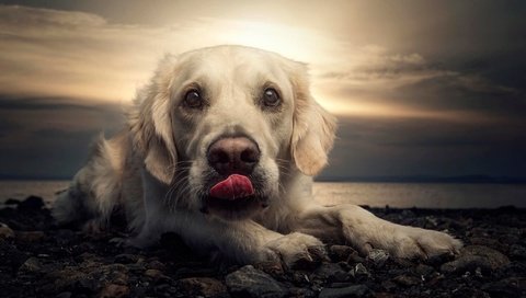 Обои закат, портрет, пляж, собака, язык, лабрадор, sunset, portrait, beach, dog, language, labrador разрешение 2048x1297 Загрузить
