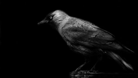 Обои птицы, клюв, черный фон, ворона, birds, beak, black background, crow разрешение 2048x1365 Загрузить