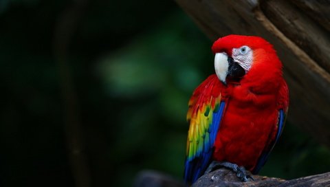 Обои разноцветный, птицы, клюв, перья, попугай, ара, colorful, birds, beak, feathers, parrot, ara разрешение 1920x1200 Загрузить