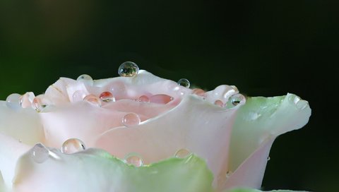 Обои вода, макро, цветок, роса, капли, роза, лепестки, белая, water, macro, flower, rosa, drops, rose, petals, white разрешение 2048x1235 Загрузить