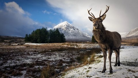 Обои природа, олень, зима, фон, рога, nature, deer, winter, background, horns разрешение 1920x1145 Загрузить