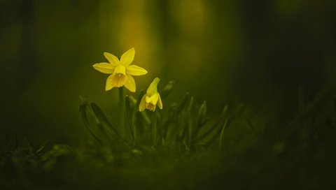 Обои цветы, весна, желтые, нарцисс, нарцисы, flowers, spring, yellow, narcissus, the narciso разрешение 2048x1263 Загрузить