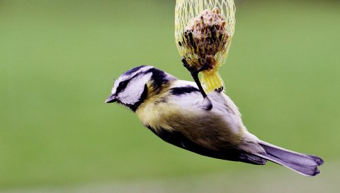 Обои фон, птица, клюв, корм, синица, птаха, background, bird, beak, food, tit разрешение 2048x1259 Загрузить