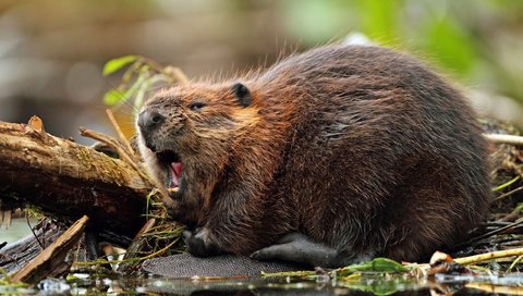 Обои грызун, североамериканский, бобр, rodent, north american, beaver разрешение 2560x1600 Загрузить