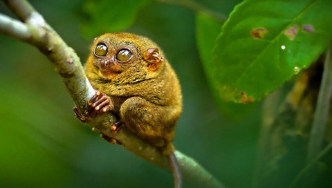 Обои глаза, примат, долгопят, eyes, the primacy of, tarsier разрешение 1920x1200 Загрузить