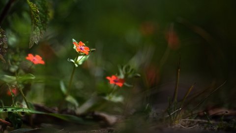 Обои цветы, природа, лето, лепестки, размытость, боке, flowers, nature, summer, petals, blur, bokeh разрешение 1920x1094 Загрузить