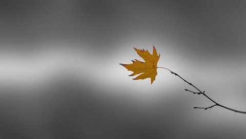 Обои ветка, природа, фон, осень, лист, клен, branch, nature, background, autumn, sheet, maple разрешение 1920x1213 Загрузить