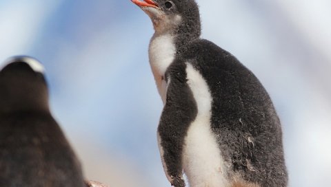Обои птенец, птица, пингвин, малыш, пингвины, детеныш, пингвинёнок, chick, bird, penguin, baby, penguins, cub разрешение 2048x1536 Загрузить