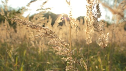 Обои трава, природа, растения, макро, поле, осень, колоски, колоски природа, grass, nature, plants, macro, field, autumn, spikelets, ears nature разрешение 5184x3456 Загрузить