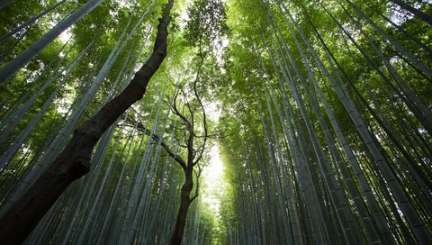 Обои лес, стволы, вершины, бамбук, просвет, солнечный свет, бамбуковый, forest, trunks, tops, bamboo, clearance, sunlight разрешение 2880x1920 Загрузить