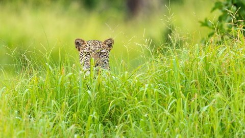 Обои трава, леопард, африка, зелёный сезон, grass, leopard, africa, green season разрешение 1920x1200 Загрузить