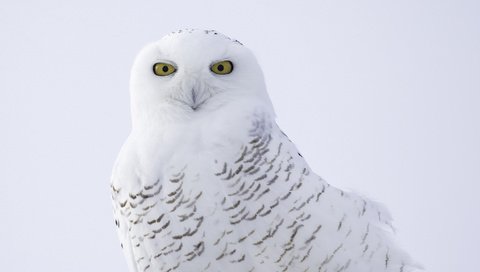 Обои сова, птица, клюв, перья, полярная, белая сова, owl, bird, beak, feathers, polar, white owl разрешение 2048x1365 Загрузить