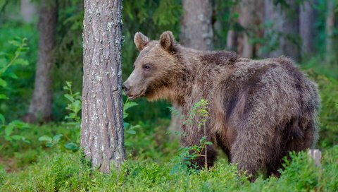 Обои лес, медведь, хищник, forest, bear, predator разрешение 2767x1842 Загрузить