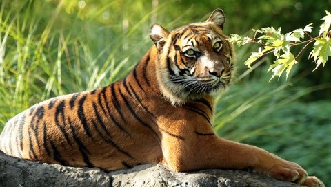 Обои тигр, ветка, хищник, дикая кошка, суматранский тигр, tiger, branch, predator, wild cat, sumatran tiger разрешение 4400x2625 Загрузить