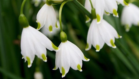 Обои лепестки, весна, белые, подснежники, petals, spring, white, snowdrops разрешение 2048x1365 Загрузить