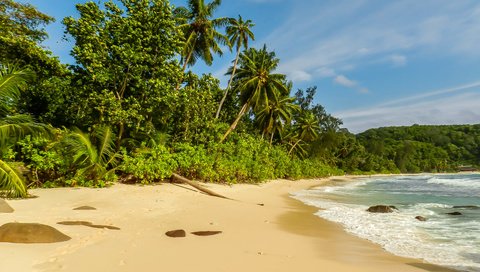 Обои деревья, берег, пейзаж, море, пальмы, отдых, сейшельские острова, trees, shore, landscape, sea, palm trees, stay, seychelles разрешение 3867x2901 Загрузить