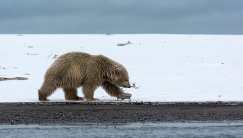 Обои природа, фон, полярный медведь, медведь, белый медведь, nature, background, polar bear, bear разрешение 1920x1080 Загрузить