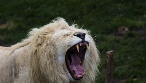 Обои морда, дикая кошка, клыки, белый лев, хищник, лев, язык, грива, пасть, зевает, face, wild cat, fangs, white lion, predator, leo, language, mane, mouth, yawns разрешение 2048x1365 Загрузить