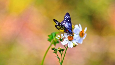 Обои цветы, фон, бабочка, белые, космея, flowers, background, butterfly, white, kosmeya разрешение 1920x1200 Загрузить