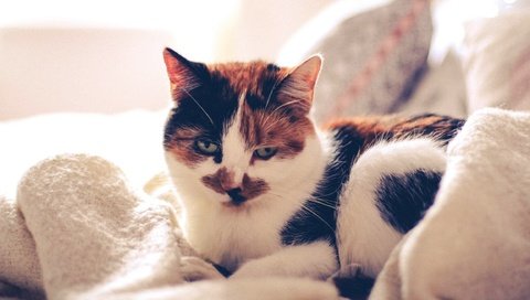 Обои кот, кровать, одеяло, подушка, cat, bed, blanket, pillow разрешение 2304x1536 Загрузить