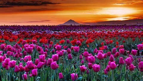 Обои цветы, ночь, горы, цвета, пейзаж, поле, тюльпаны, flowers, night, mountains, color, landscape, field, tulips разрешение 1920x1080 Загрузить