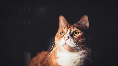 Обои фон, кошка, взгляд, background, cat, look разрешение 2560x1707 Загрузить