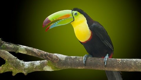 Обои природа, птица, тукан, клюв, nature, bird, toucan, beak разрешение 1920x1200 Загрузить