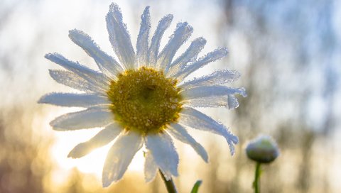 Обои макро, цветок, ромашка, macro, flower, daisy разрешение 1920x1280 Загрузить