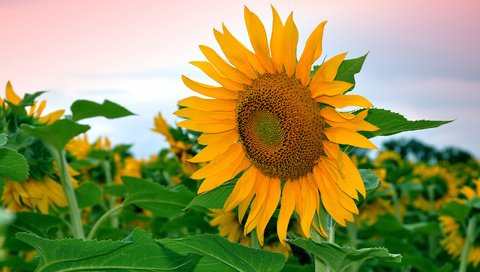 Обои небо, листья, цветок, поле, лепестки, подсолнух, the sky, leaves, flower, field, petals, sunflower разрешение 2048x1360 Загрузить