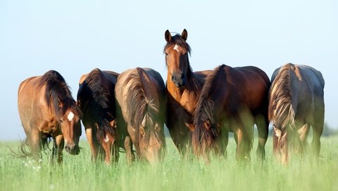 Обои небо, трава, лето, лошади, кони, коричневые, пасутся, шесть, the sky, grass, summer, horse, horses, brown, grazing, six разрешение 2880x1802 Загрузить