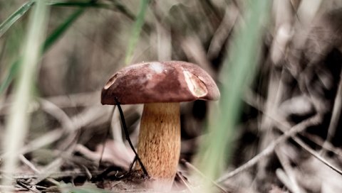 Обои природа, осень, гриб, nature, autumn, mushroom разрешение 2560x1707 Загрузить