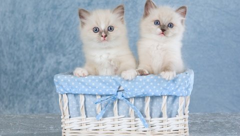 Обои ткань, сидят, пара, милые, кошки, сиамские, голубой фон, голубоглазые, котята, колор-пойнт, два, двое, корзинка, бантик, bow, fabric, sitting, pair, cute, cats, siamese, blue background, blue-eyed, kittens, color-point, two, basket разрешение 2880x1920 Загрузить