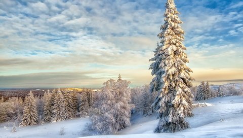 Обои облака, снег, зима, пейзаж, елки, clouds, snow, winter, landscape, tree разрешение 2560x1600 Загрузить