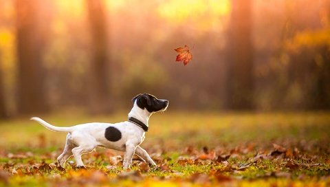 Обои осень, лист, щенок, клен, джек-рассел-терьер, autumn, sheet, puppy, maple, jack russell terrier разрешение 2048x1365 Загрузить