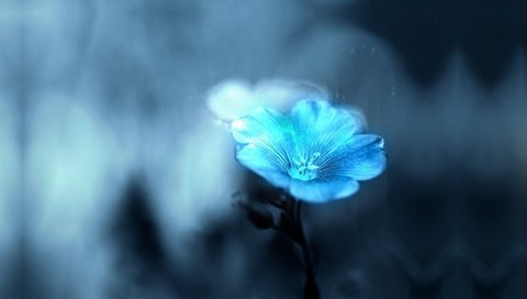 Обои цветок, размытость,  цветы, размытый, flower, blur, flowers, blurred разрешение 1920x1080 Загрузить