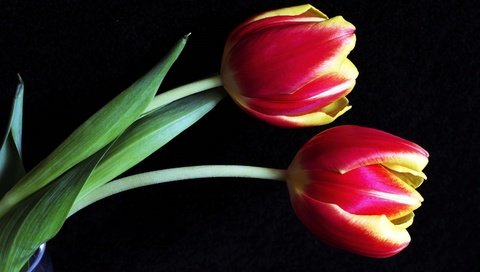 Обои бутоны, макро, тюльпаны, buds, macro, tulips разрешение 3000x1838 Загрузить