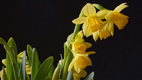 Обои фон, черный, весна, нарциссы, background, black, spring, daffodils разрешение 2048x1367 Загрузить