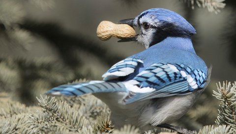 Обои ветка, хвоя, птица, клюв, перья, арахис, сойка, голубая сойка, branch, needles, bird, beak, feathers, peanuts, jay, blue jay разрешение 2048x1366 Загрузить