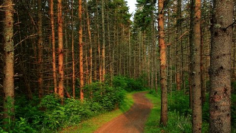 Обои деревья, лес, тропинка, деревь, на природе, trees, forest, path, nature разрешение 3840x3834 Загрузить