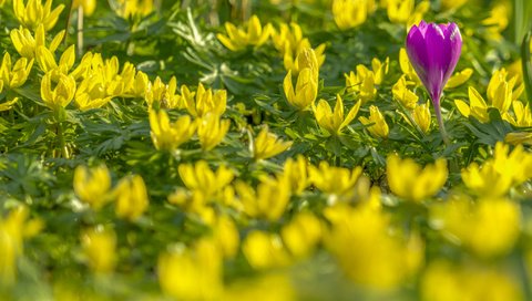 Обои весна, крокус, боке, весенник зимующий, spring, krokus, bokeh, vesennik wintering разрешение 2048x1365 Загрузить