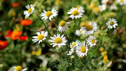 Обои цветы, природа, ромашки, белые, flowers, nature, chamomile, white разрешение 1920x1080 Загрузить