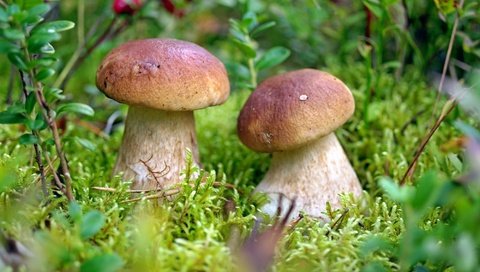 Обои грибы, парочка,  белый гриб, mushrooms, a couple, white mushroom разрешение 2000x1272 Загрузить