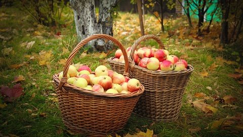Обои фрукты, яблоки, осень, сад, урожай, плоды, корзины, fruit, apples, autumn, garden, harvest, basket разрешение 2100x1400 Загрузить