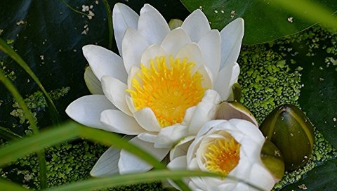 Обои цветы, макро, лилия, кувшинка, нимфея, водяная лилия, flowers, macro, lily, nymphaeum, water lily разрешение 2048x1362 Загрузить