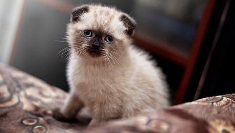 Обои кот, кошка, котенок, милый, шотландская вислоухая кошка, вислоухий шотландец, cat, kitty, cute, scottish fold cat, lop-eared scot разрешение 3840x2160 Загрузить
