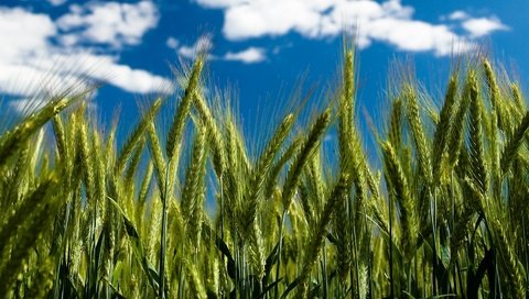 Обои небо, облака, пшеница, колоски, by robin de blanche, clear day, the sky, clouds, wheat, spikelets разрешение 1920x1200 Загрузить