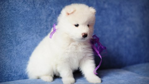 Обои собака, щенок, самоед, dog, puppy, samoyed разрешение 4256x2832 Загрузить